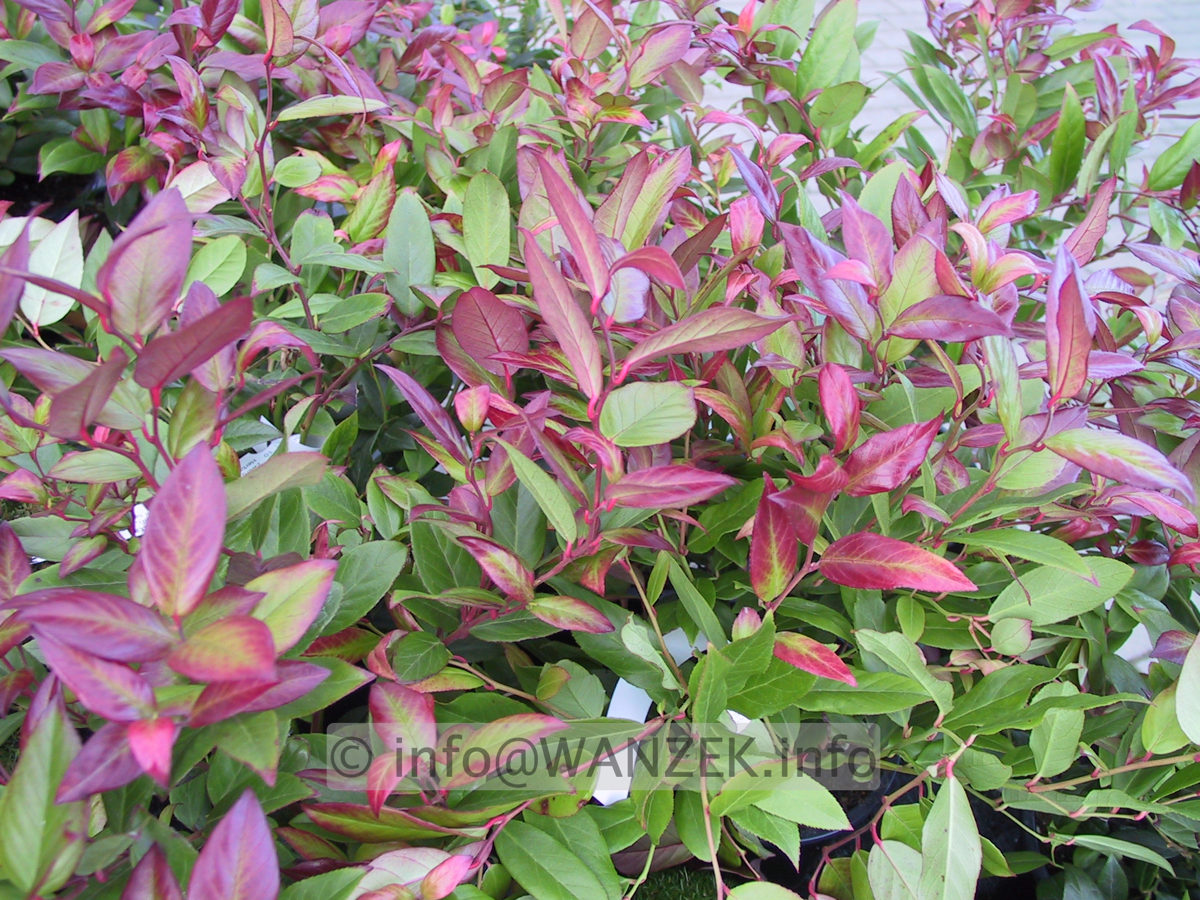 Leucothoe axillaris Scarletta.JPG